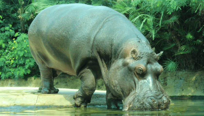 Colombia's Hippo Crisis: Government's Wildlife Safeguard