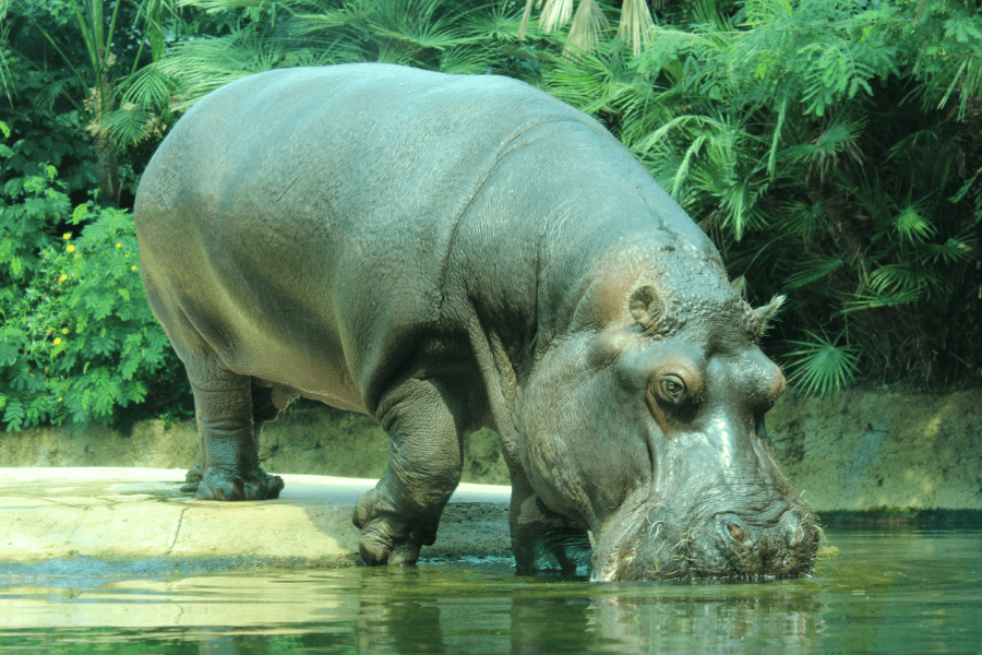 Colombia’s Hippo Crisis: Government’s Wildlife Safeguard