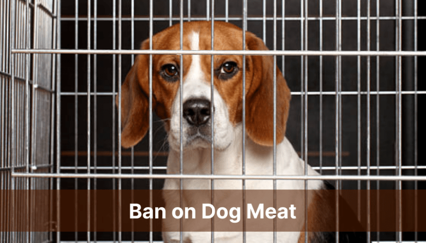 South Korea Enacts Landmark Ban on Dog Meat Trade