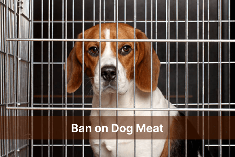South Korea Enacts Landmark Ban on Dog Meat Trade