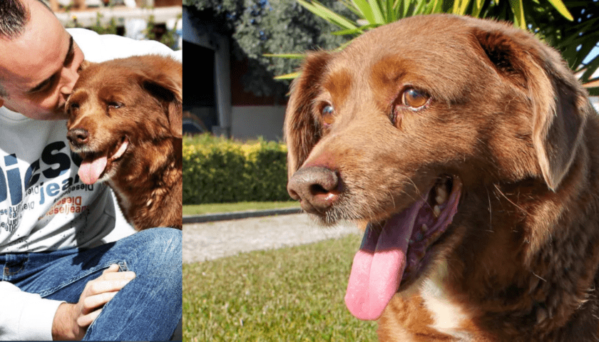 World's Oldest Dog Dethroned: Bobi's Age Investigated