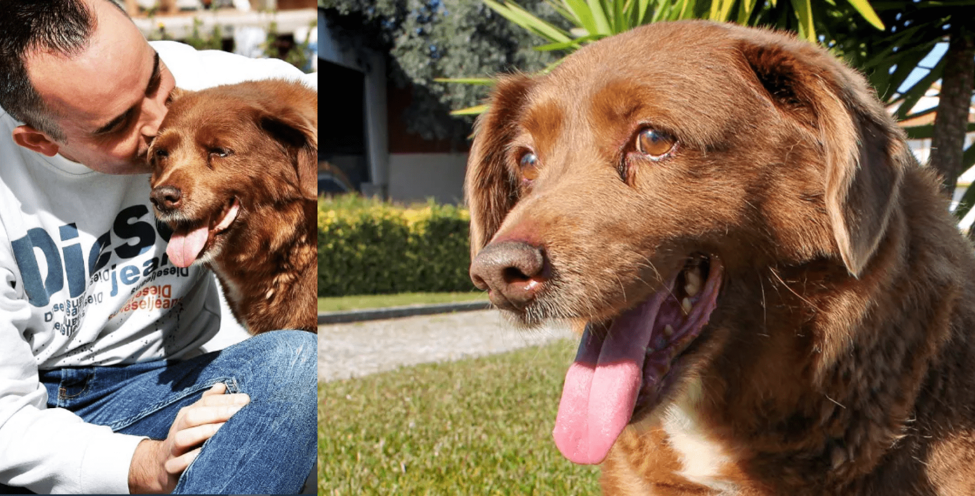 World's Oldest Dog Dethroned: Bobi's Age Investigated